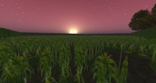 Corn maze. (Image courtesy Island Oasis.)